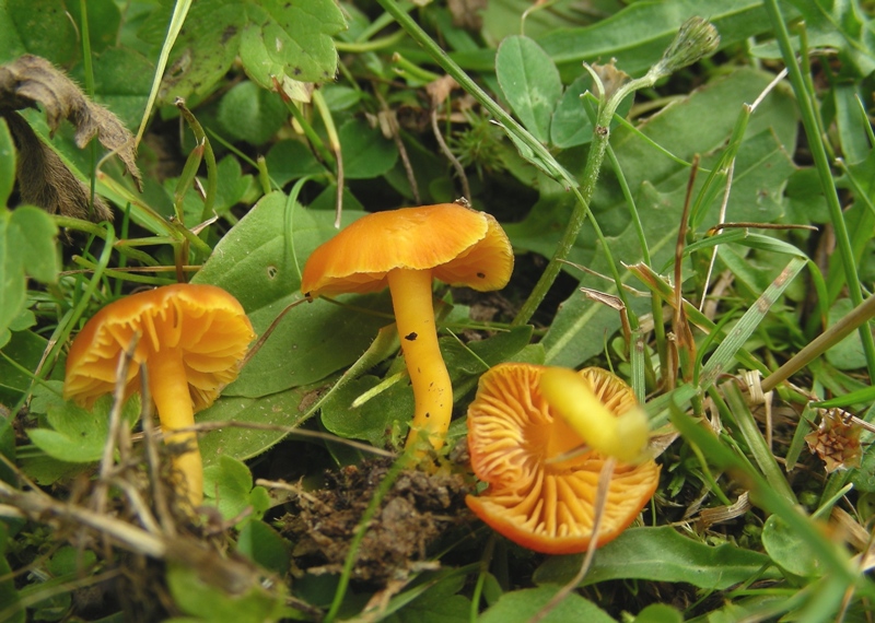 Hygrocybe d''agosto